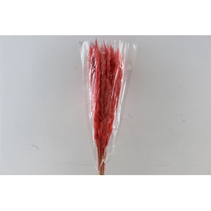 Dried Fluffy Pampas Cerise Bunch Slv