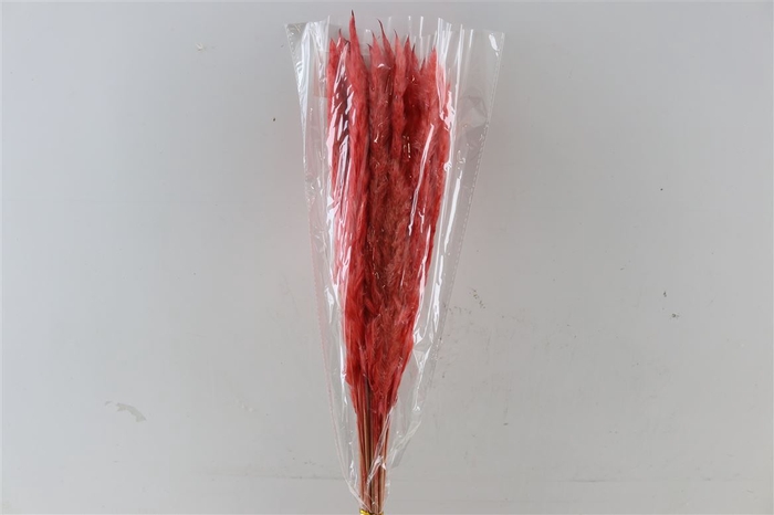 <h4>Dried Fluffy Pampas Cerise 20pcs Bunch</h4>
