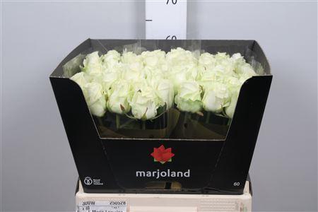 <h4>R Gr Dolomiti</h4>