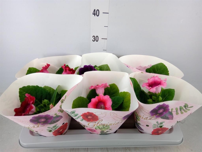 <h4>Sinningia   ...mix</h4>