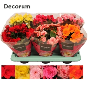 Begonia 13cm mix in tray(5 kleuren) Decorum