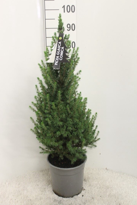 <h4>Picea glauca 'Conica'</h4>