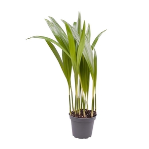 Areca Lutescens (Areca 6Ø 20cm