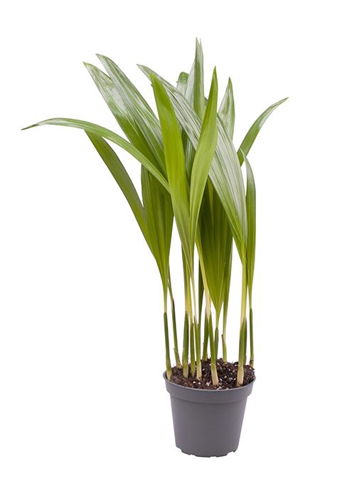Areca Lutescens (Areca 6Ø 20cm
