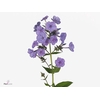 PHLOX P SW SUM OCEAN