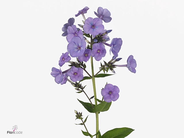 PHLOX P SW SUM OCEAN