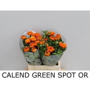 Calend Green Spot Or