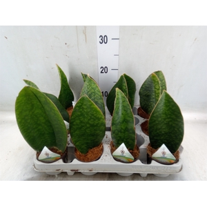 Sansevieria grandis