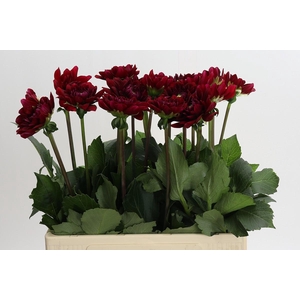 Dahlia Red Runner