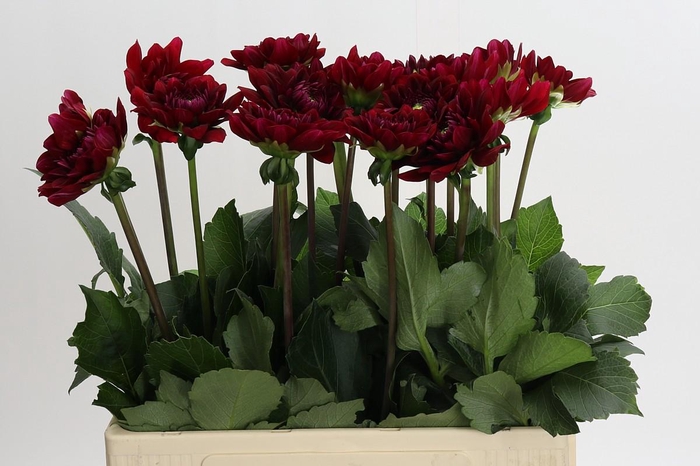 <h4>Dahlia Red Runner</h4>