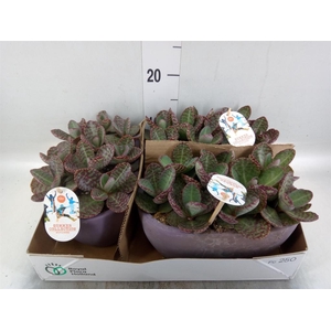 Kalanchoe humilis 'Surpris Desert'