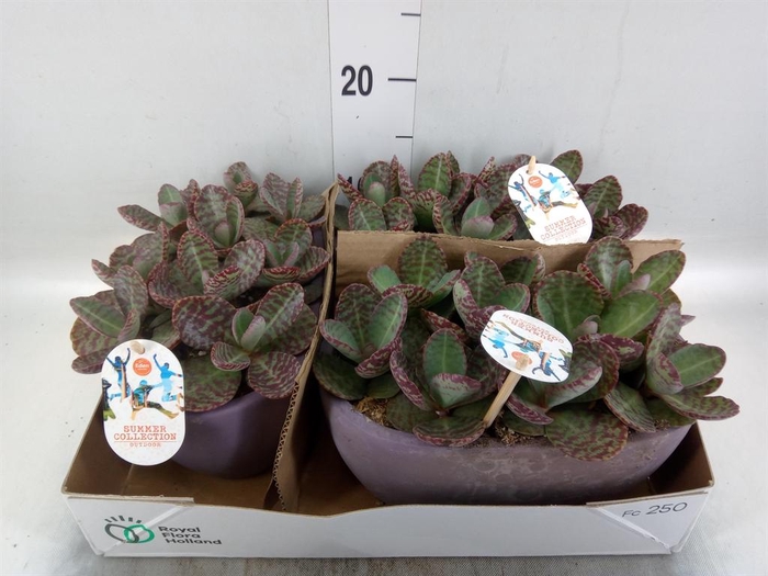 <h4>Kalanchoe humilis 'Surpris Desert'</h4>