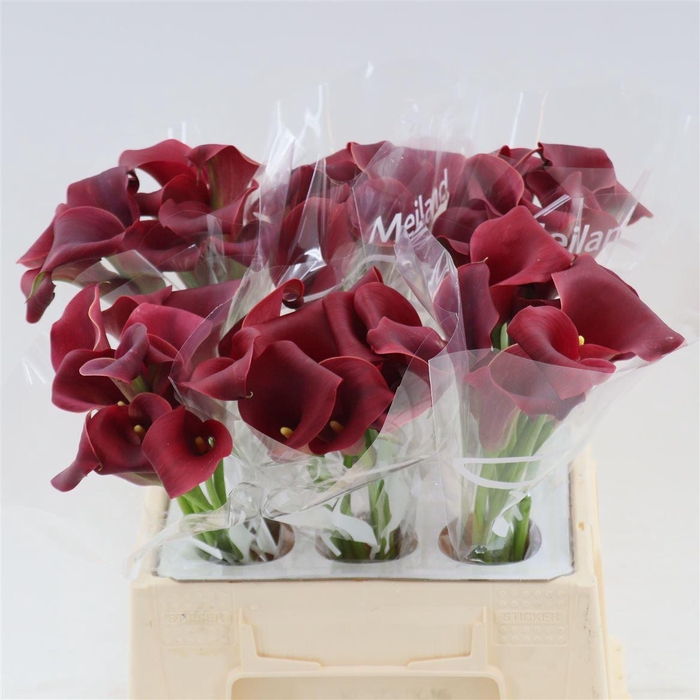 <h4>Calla Bermuda</h4>