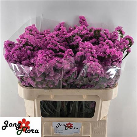 <h4>Limonium sinuatum Musical Wings</h4>