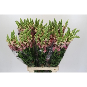 Antirrhinum Potomac Early Pink