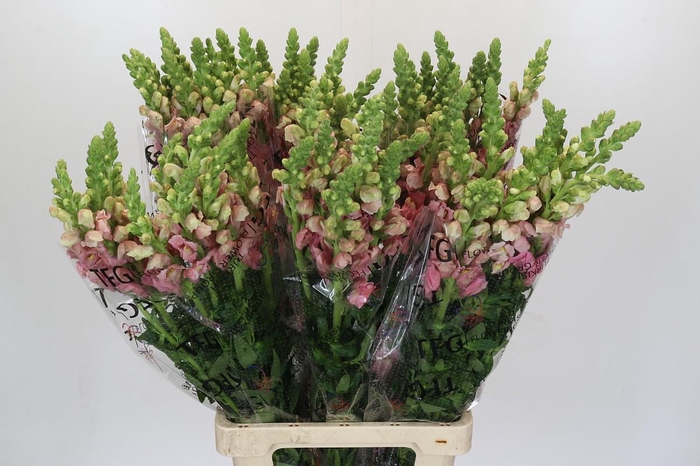 <h4>Antirrhinum Potomac Early Pink</h4>