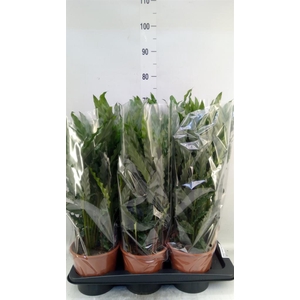 Calathea rufibarba 'Blue Grass'