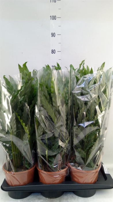 <h4>Calathea rufibarba 'Blue Grass'</h4>
