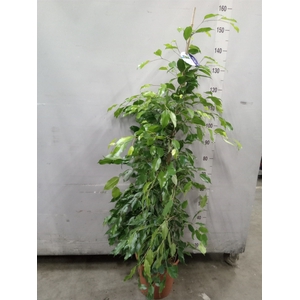 Ficus benja. 'Exotica'