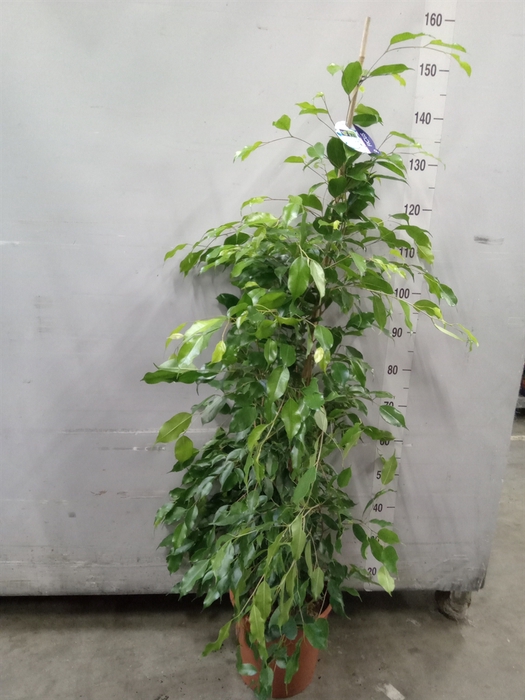 <h4>Ficus benja. 'Exotica'</h4>