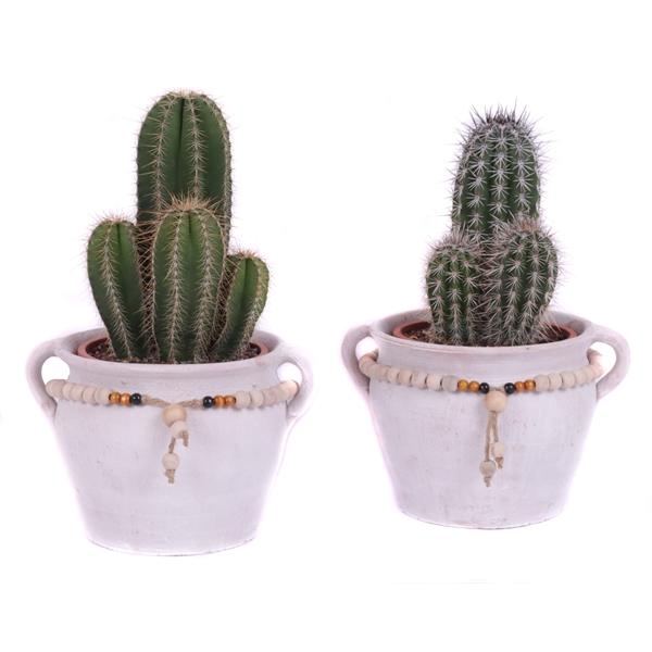 <h4>Cactus mix 17 cm in teno kruik</h4>