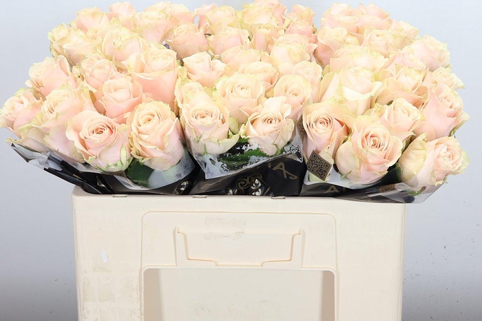 <h4>R Gr Roxanne+</h4>