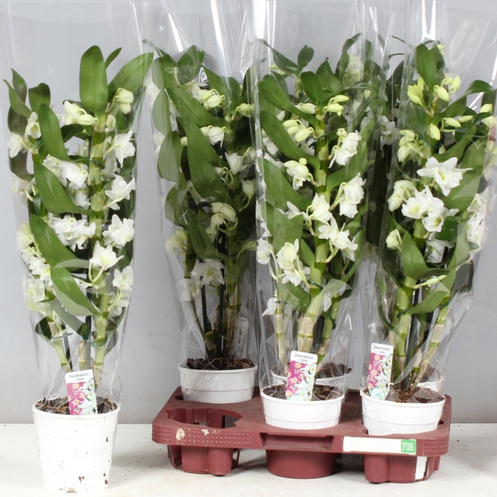 <h4>DENDR N SC APOLLON</h4>