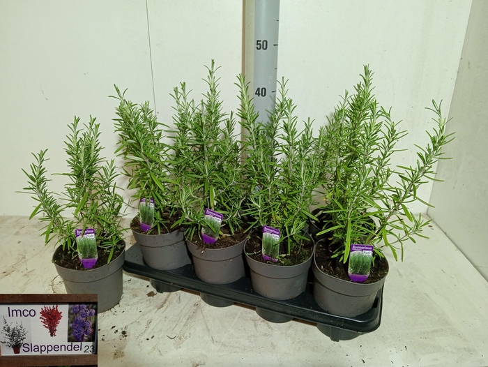 <h4>ROSMARIN OF OV</h4>