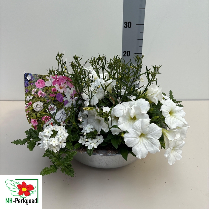 <h4>PERKPL TOEF 3 KL</h4>