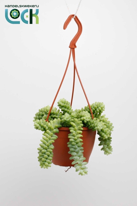 <h4>Sedum Burrito</h4>