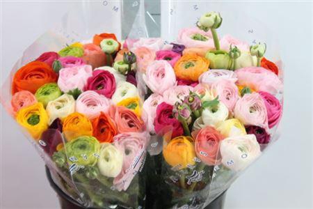 <h4>Ranunculus Cl Mix In Bos Extra X50</h4>