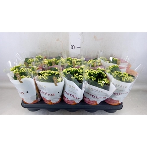 Kalanchoe blos. 'RosDon Dione'