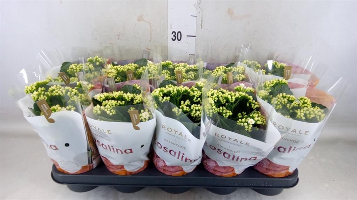 <h4>Kalanchoe blos. 'RosDon Dione'</h4>