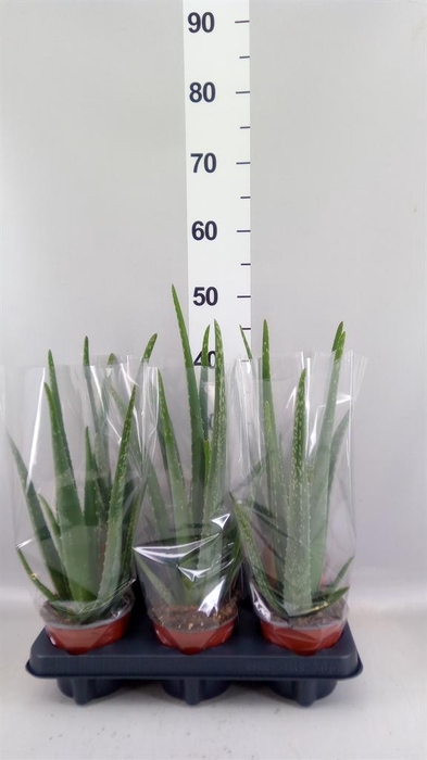 <h4>Aloe vera</h4>