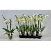 Phal Ov Creme
