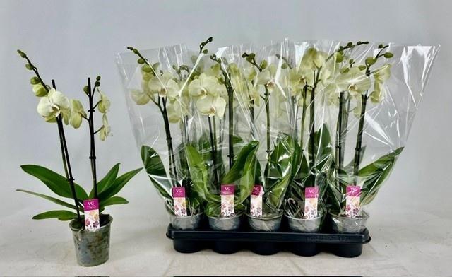 Phal Ov Creme