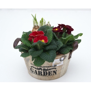 Primula Hout Rond (Tete)