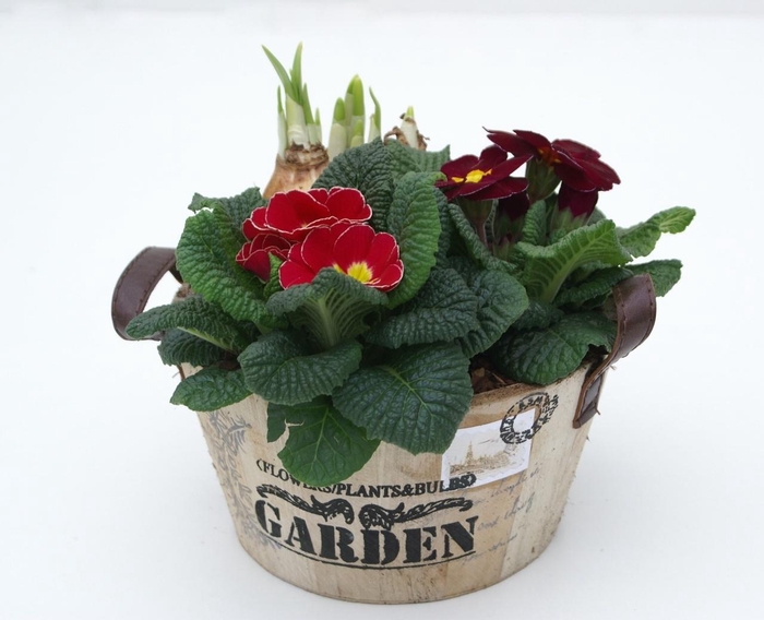 <h4>Primula Hout Rond (Tete)</h4>