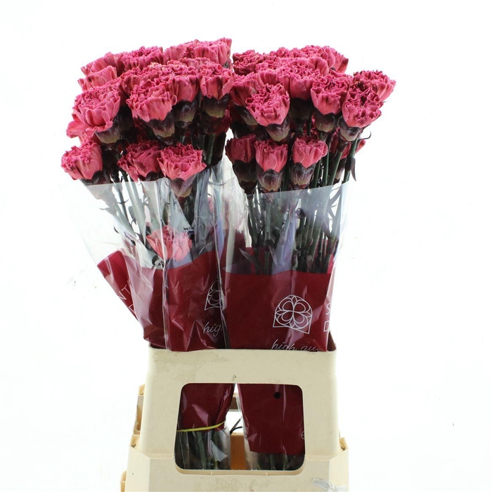 <h4>Di St Col Klb H% Lipstick</h4>