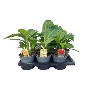 Canna Mix Zonder Bloem p 17