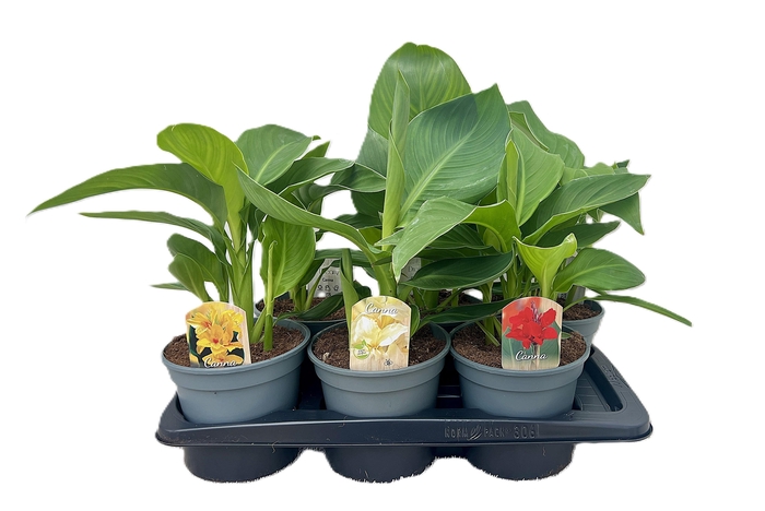 <h4>Canna Mix Zonder Bloem p 17</h4>