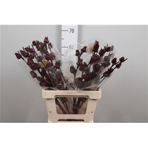Hibis Tr Merlot
