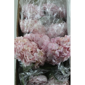 Hydr. M Box Pink Jumbo 60-19