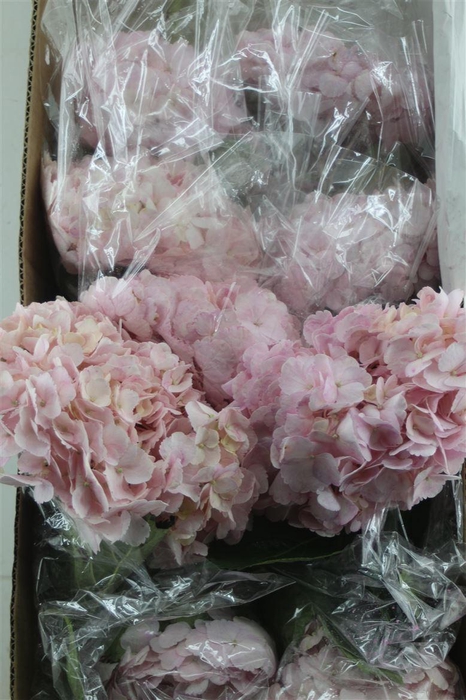 <h4>Hydr. M Box Pink Jumbo 60-19</h4>