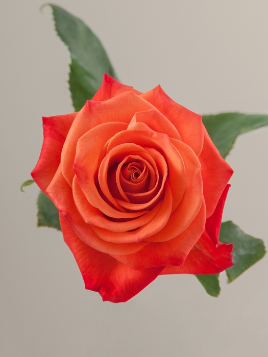 <h4>Rosa Premium Orange Crush</h4>