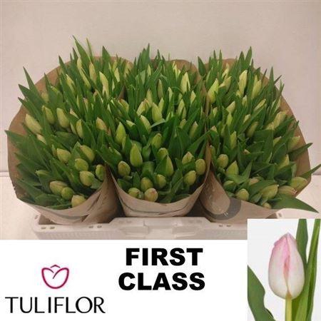 <h4>Tu En First Class</h4>