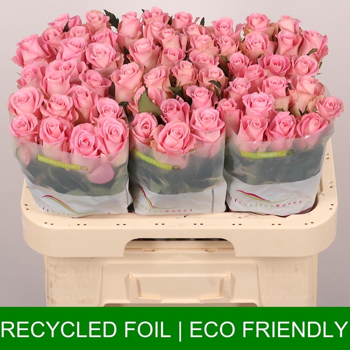 <h4>R GR PINK STAR</h4>