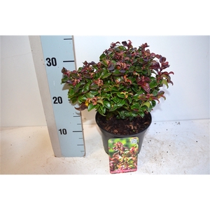 Leucothoe axillaris Twisting Red