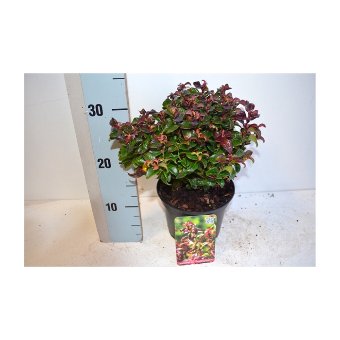 <h4>Leucothoe axillaris Twisting Red</h4>