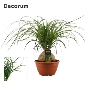 Beaucarnea Bol 20 cm (Decorum)